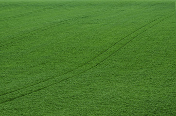 Green grass field background