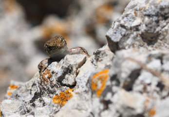 Crimean rock lizard