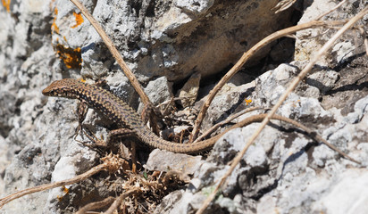 Crimean rock lizard