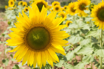 Zoomed of Sunflowers
