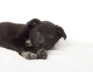 cute black puppy on a white bedspread
