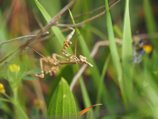mantis in the grass
