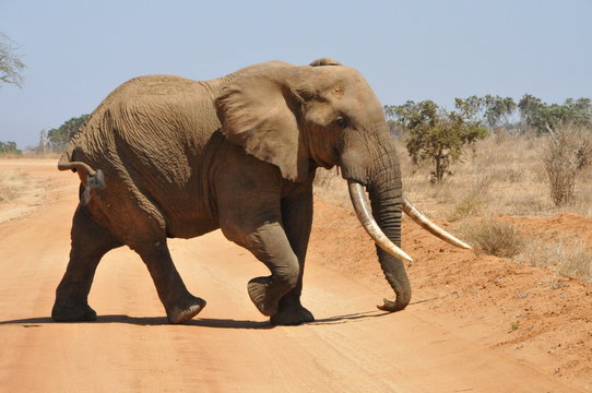 Safari  Tsavo Est Kenya