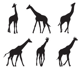 set of different silhouettes giraffes
