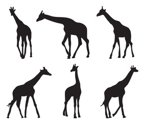 set of different silhouettes giraffes