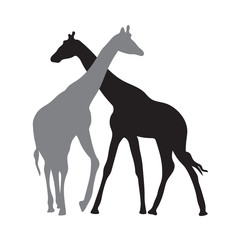 Obraz premium two giraffes