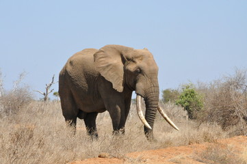 Safari  Tsavo Est Kenya