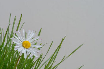 Gänseblümchen © gotoole