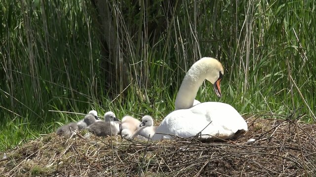 swan with ducklings in the nest