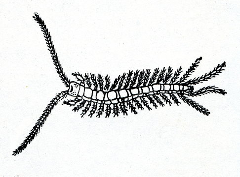 Stone centipede (Lithobius)