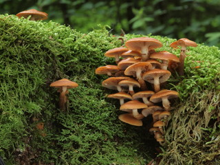 Gemeines Stockschw&auml;mmchen (Kuehneromyces mutabilis)