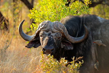 Portrait of an African or Cape buffalo, South Africa