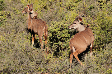 Naklejka na ściany i meble Kudu antelopes in natural habitat