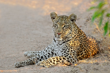 A female leopard resting, Sabie-Sand nature reserve