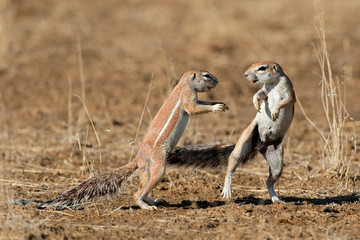 Two ground squirrels playing, Kalahari desert