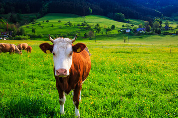 Fototapeta na wymiar Funny cow (calf) against scenic summer countryside background. 