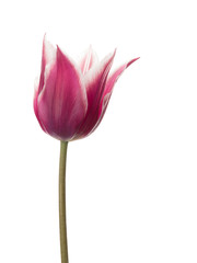 bicolor tulip flower