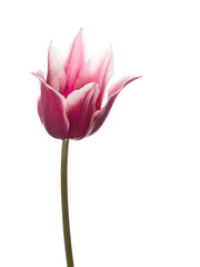 bicolor tulip lily varieties