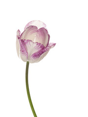 bicolor purple and white tulip