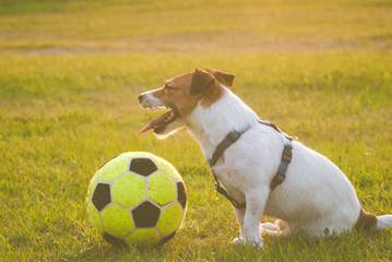 Tired dog with a ball sits at pitch after football match