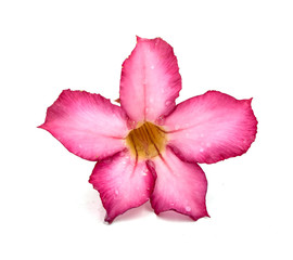 Pink flower isolated on white background.