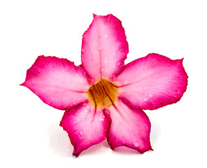 Pink flower isolated on white background.