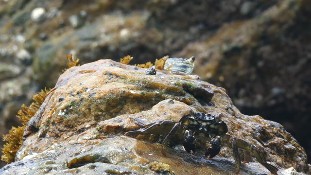 crabs eating on stone seashore
