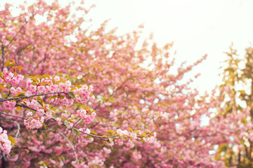 Obraz na płótnie Canvas Sakura tree