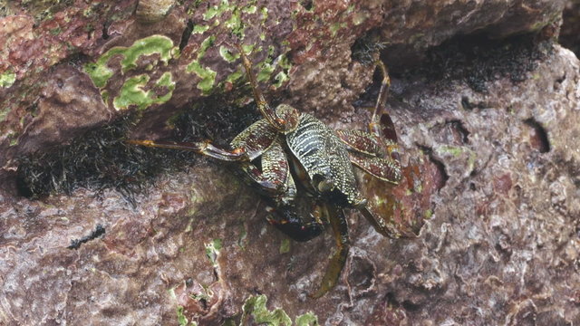 crabs eating on stone seashore

