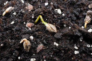 juniper seedlings macro