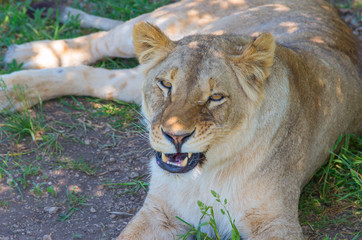 Lioness lying in the shade of a tree and shows bared teeth.