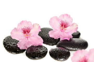 Pink flower and black stones. Spa concept.