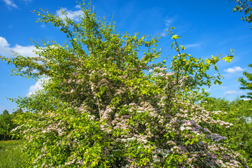 Gemeiner Weißdorn, Blüte,Crataegus laevigata