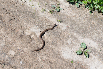 viper crawling on the ground