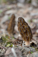 two morel