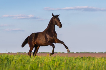 Black horse rearing up in the meadow