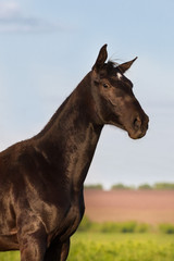 Obraz na płótnie Canvas Beautiful black stallion portrait against blue sky