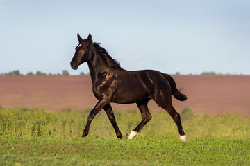 Black beautiful horse trotting in green field
