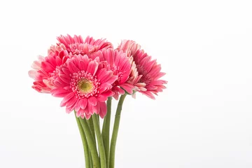 Tableaux ronds sur aluminium Gerbera Pink gerbera flower