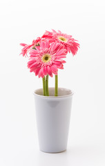 Pink gerbera flower
