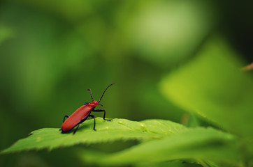 Fire-coloured beetle