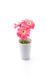 Pink gerbera flower