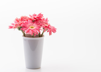 Pink gerbera flower