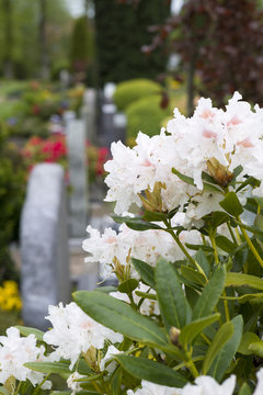 Rhododendron vor Grabsteinen