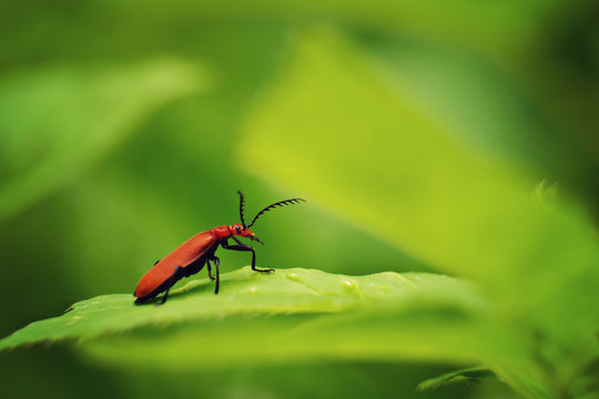 Fire-coloured beetle