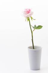white and pink rose