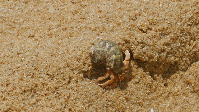 hermit crab in the sand close-up
