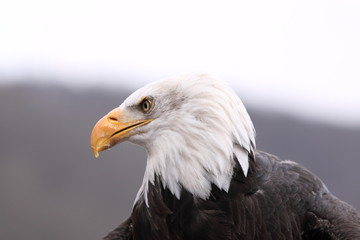 Weißkopfseeadler - Kopf