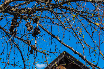 ветки лиственницы с шишками и молодой листвой на фоне голубого неба