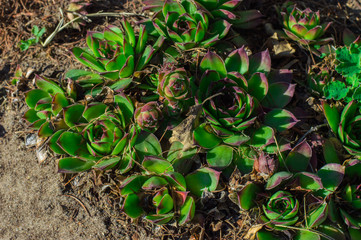 зелёные цветы в форме розы на альпийской горке в саду